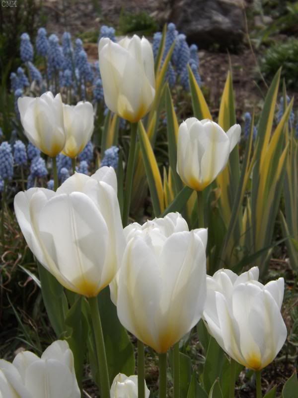 Tulips, variegated Iris, gh photo tulips_zps2170c805.jpg